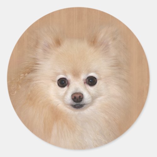 Pomeranian face classic round sticker