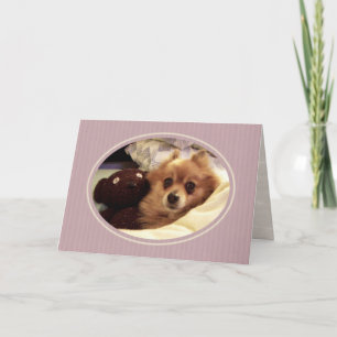 Pomeranian Get Well Card