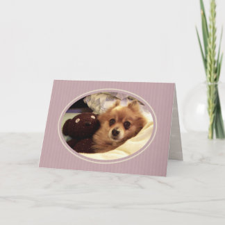 Pomeranian Get Well Card