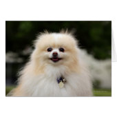 Pomeranian Headshot 1 (Front Horizontal)