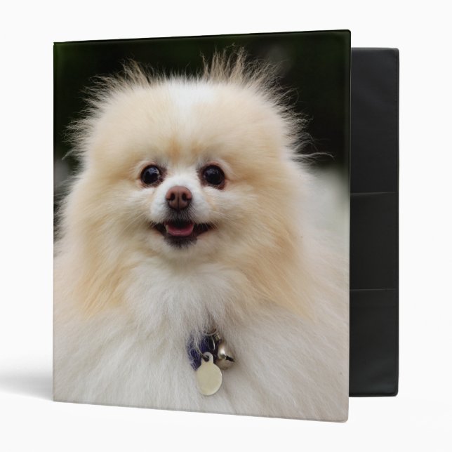 Pomeranian Headshot 1 3 Ring Binder (Front/Inside)