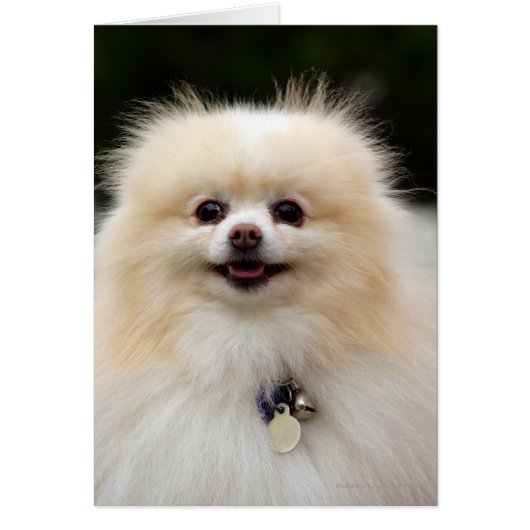 Pomeranian Headshot 1 Cards (Front)
