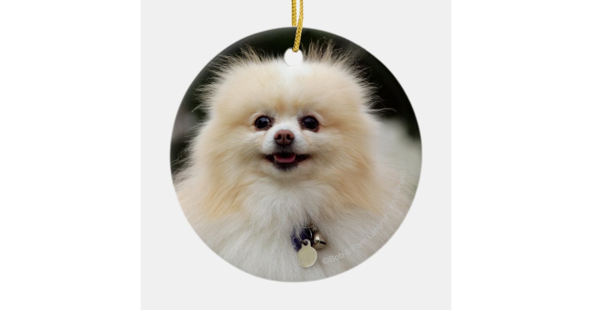 Pomeranian Headshot 1 Ceramic Ornament | Zazzle