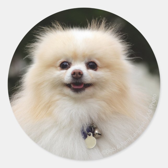 Pomeranian Headshot 1 Classic Round Sticker (Front)