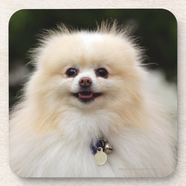Pomeranian Headshot 1 Drink Coaster (Front)