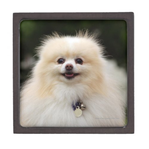 Pomeranian Headshot 1 Jewelry Box