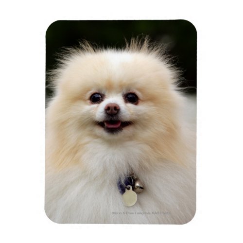 Pomeranian Headshot 1 Magnet