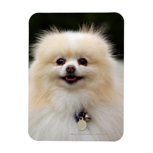 Pomeranian Headshot 1 Magnet (Vertical)
