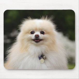 Pomeranian Headshot 1 Mouse Pad