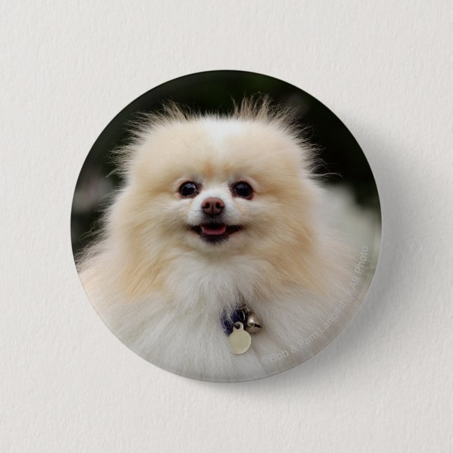 Pomeranian Headshot 1 Pinback Button (Front)
