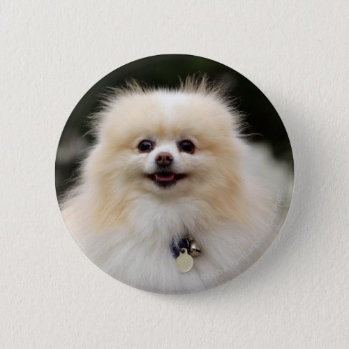 Pomeranian Headshot 1 Pinback Button