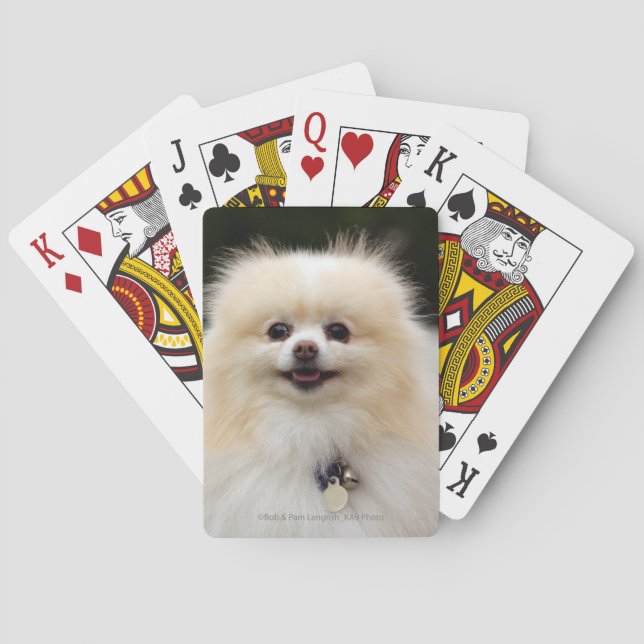 Pomeranian Headshot 1 Poker Cards (Back)