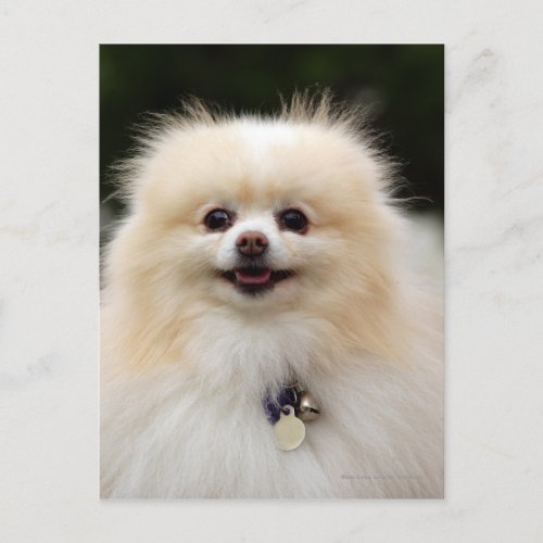 Pomeranian Headshot 1 Postcard