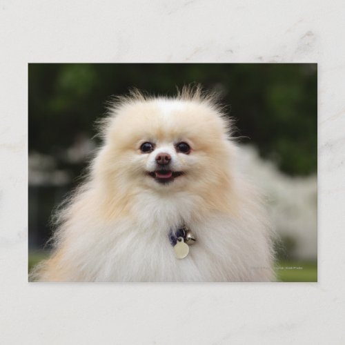 Pomeranian Headshot 1 Postcard
