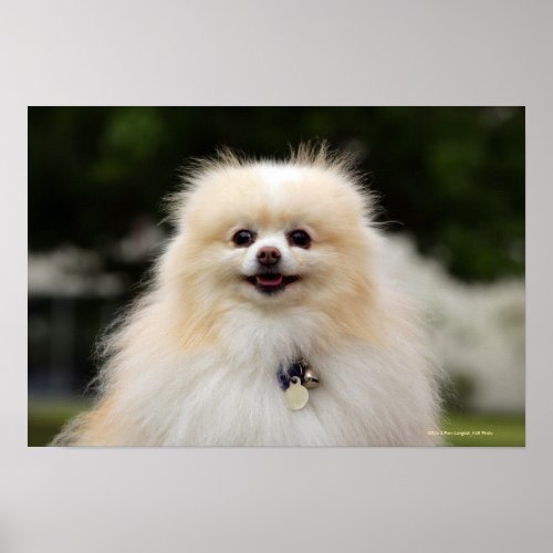 Pomeranian Headshot 1 Poster