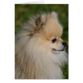 Pomeranian Headshot 2 (Front)