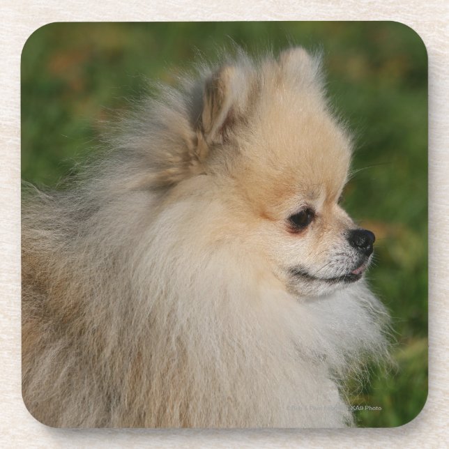 Pomeranian Headshot 2 Beverage Coaster (Front)