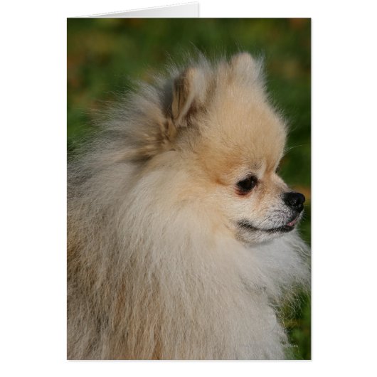 Pomeranian Headshot 2 Cards (Front)