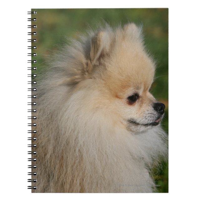 Pomeranian Headshot 2 Notebook (Front)