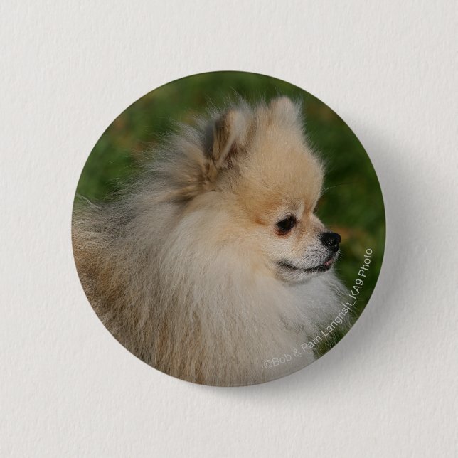 Pomeranian Headshot 2 Pinback Button (Front)