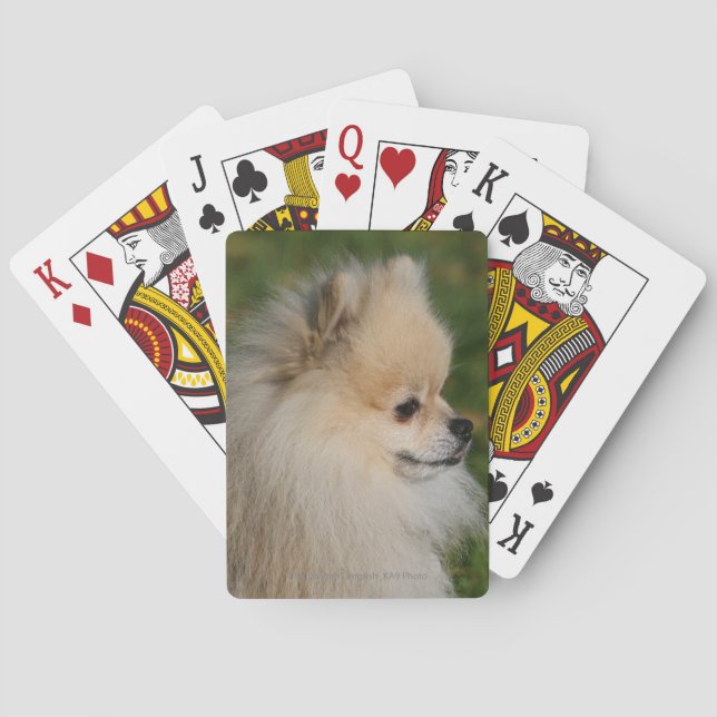 Pomeranian Headshot 2 Poker Cards (Back)