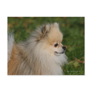 Pomeranian Headshot 2 Postcard
