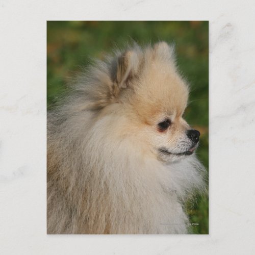 Pomeranian Headshot 2 Postcard