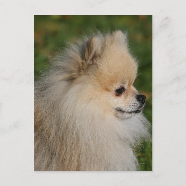 Pomeranian Headshot 2 Postcard (Front)