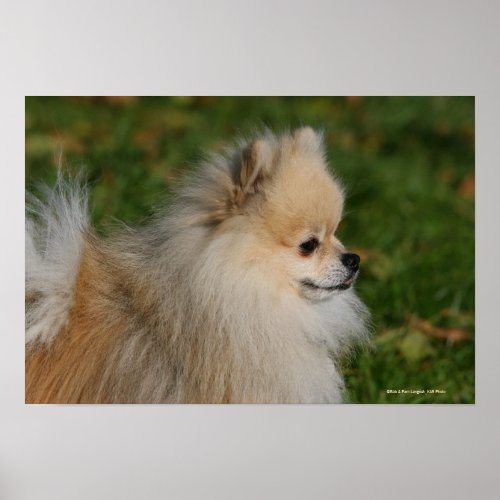 Pomeranian Headshot 2 Poster