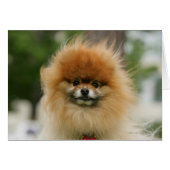 Pomeranian Headshot Looking at Camera (Front Horizontal)