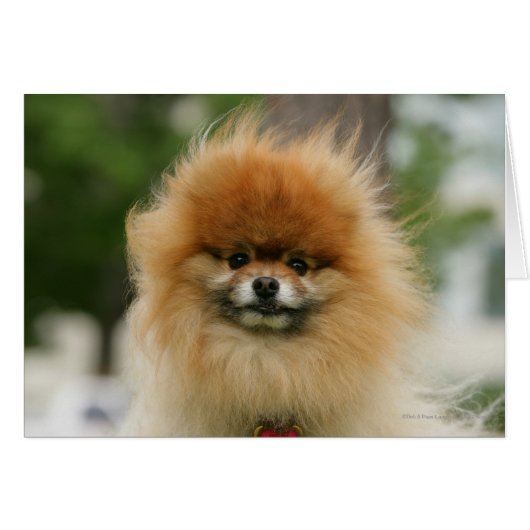 Pomeranian Headshot Looking at Camera (Front Horizontal)