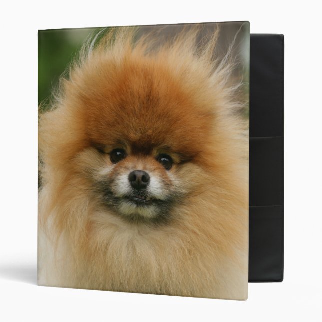 Pomeranian Headshot Looking at Camera Binder (Front/Inside)