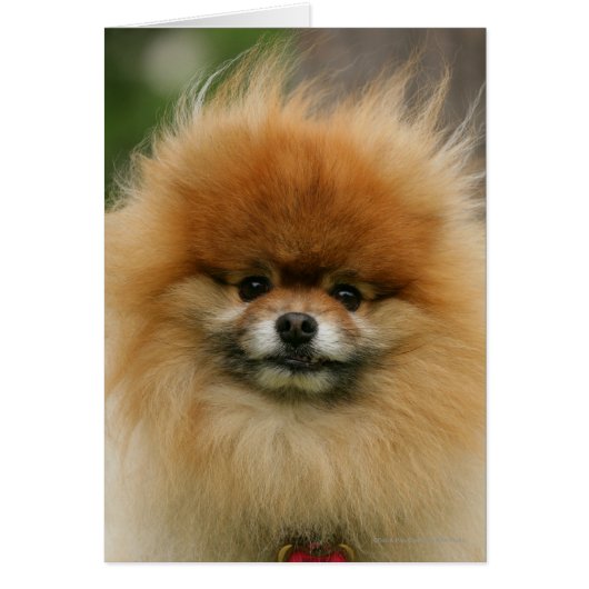 Pomeranian Headshot Looking at Camera Cards (Front)
