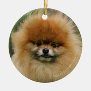 Pomeranian Headshot Looking at Camera Ceramic Ornament