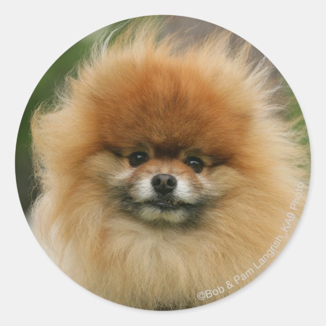 Pomeranian Headshot Looking at Camera Classic Round Sticker (Front)