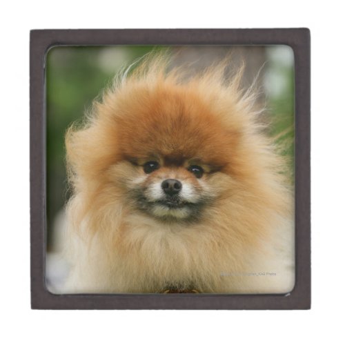 Pomeranian Headshot Looking at Camera Jewelry Box