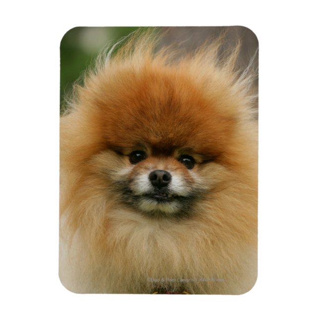 Pomeranian Headshot Looking at Camera Magnet (Vertical)