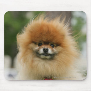 Pomeranian Headshot Looking at Camera Mouse Pad