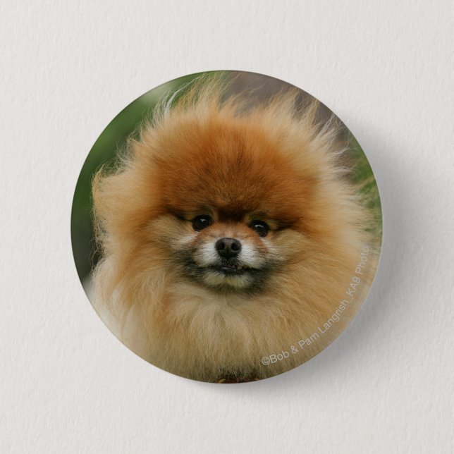 Pomeranian Headshot Looking at Camera Pinback Button (Front)