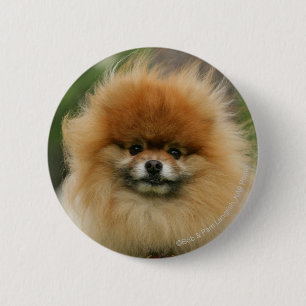 Pomeranian Headshot Looking at Camera Pinback Button