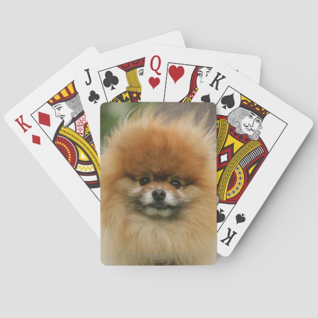 Pomeranian Headshot Looking at Camera Poker Cards (Back)