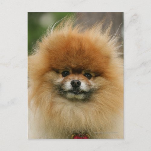 Pomeranian Headshot Looking at Camera Postcard