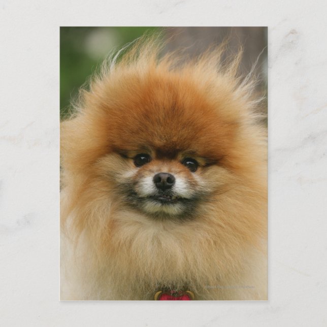 Pomeranian Headshot Looking at Camera Postcard (Front)