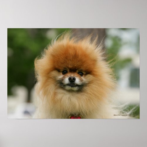 Pomeranian Headshot Looking at Camera Poster