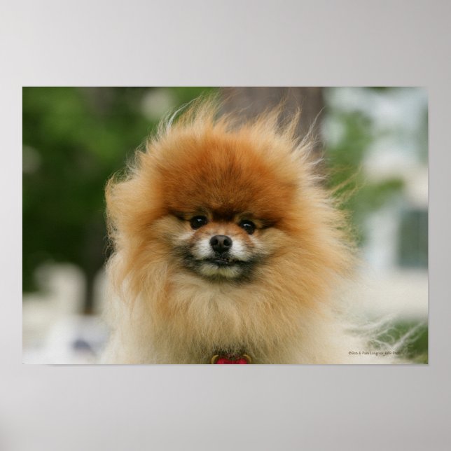 Pomeranian Headshot Looking at Camera Poster (Front)