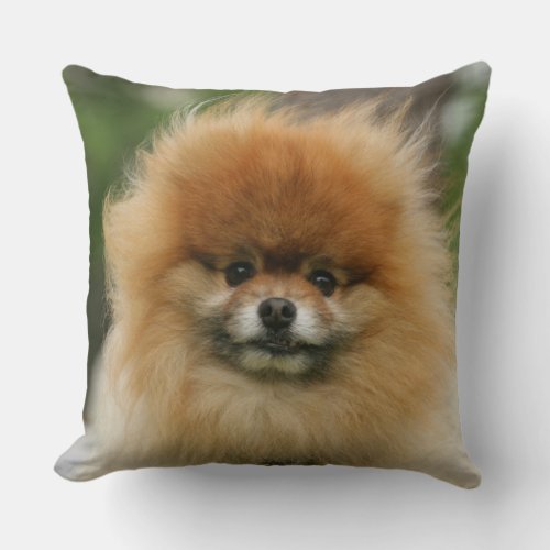 Pomeranian Headshot Looking at Camera Throw Pillow