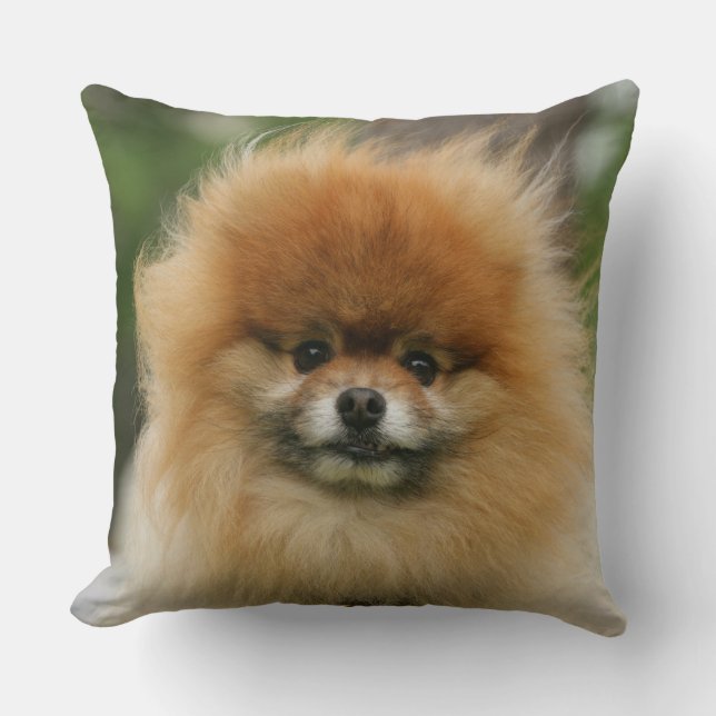Pomeranian Headshot Looking at Camera Throw Pillow (Front)
