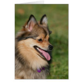 Pomeranian Headshot Panting (Front)