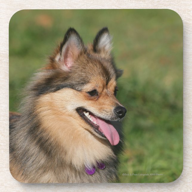 Pomeranian Headshot Panting Beverage Coaster (Front)