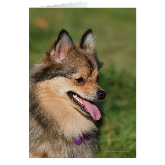 Pomeranian Headshot Panting Cards (Front)